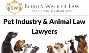 Animal Law Lawyers
